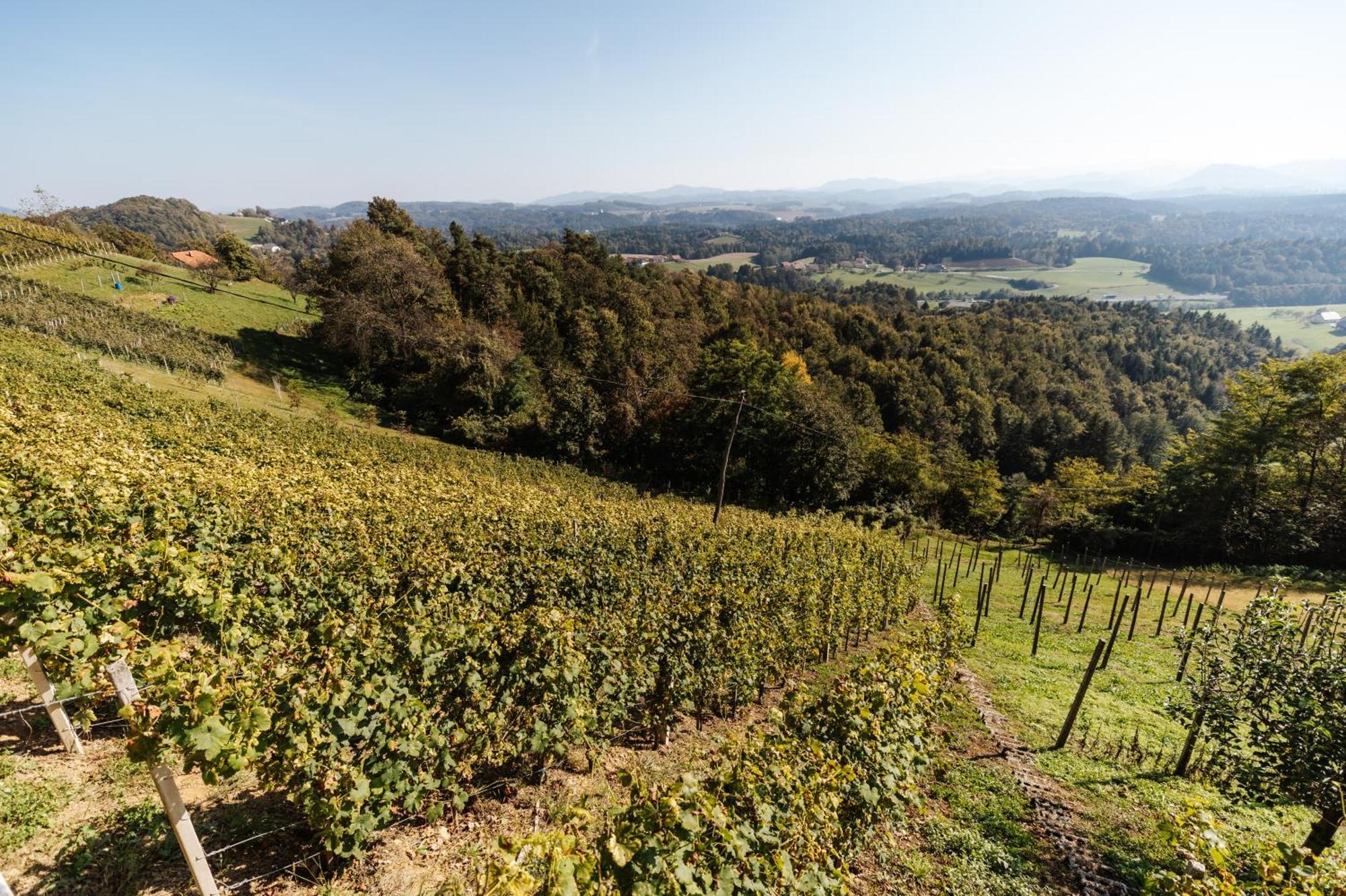 Vineyard Paradise Senica Dramlje Екстер'єр фото